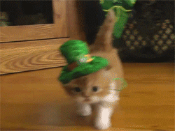 Kitten wearing a green hat for St. Patrick's Day GIF