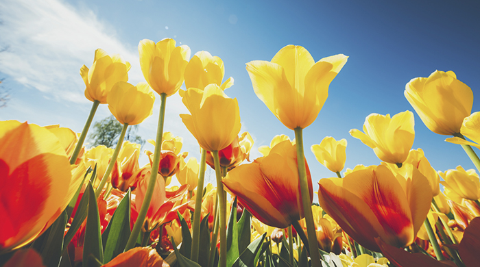 15 Reasons to Love Spring Explained in GIFs