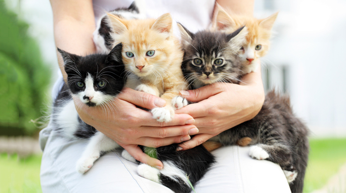 Hands holding five kittens