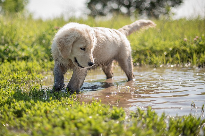 Golden Retriever puppy in mud.