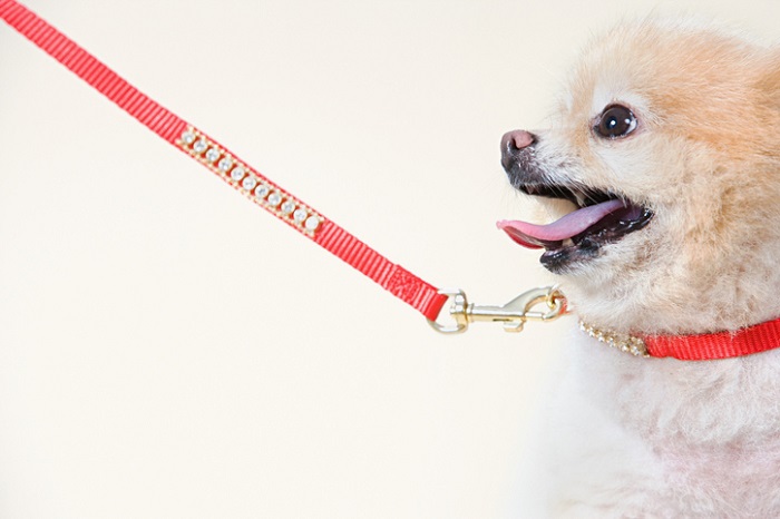 Pomeranian with luxury collar and leash