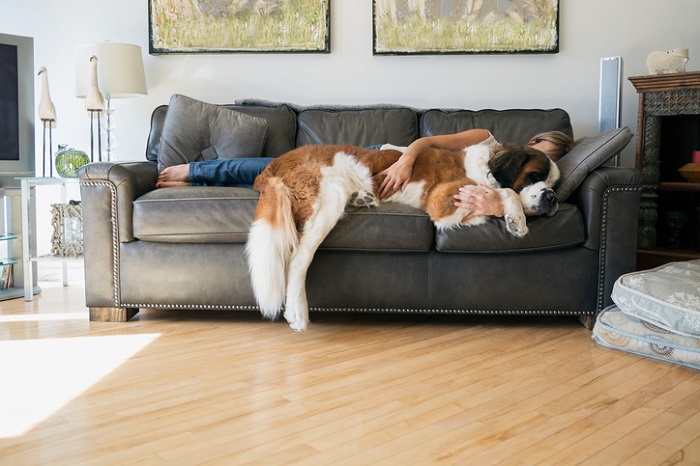 Woman and Saint Bernard dog laying on sofa
