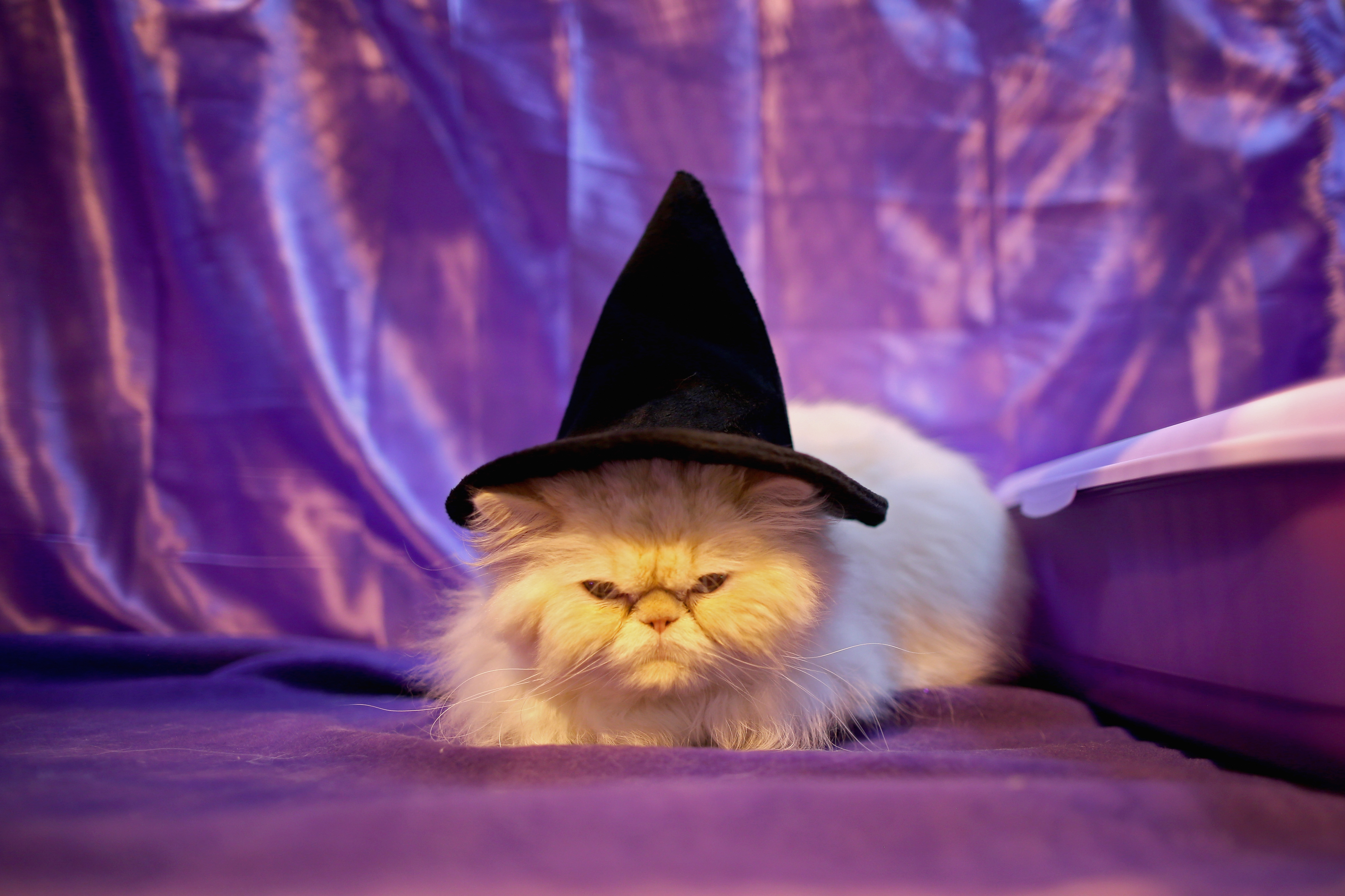 White cat in a witch hat with purple backdrop