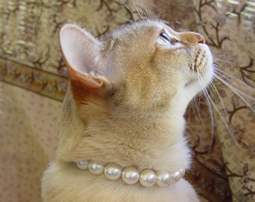 Pearl Cat Collar