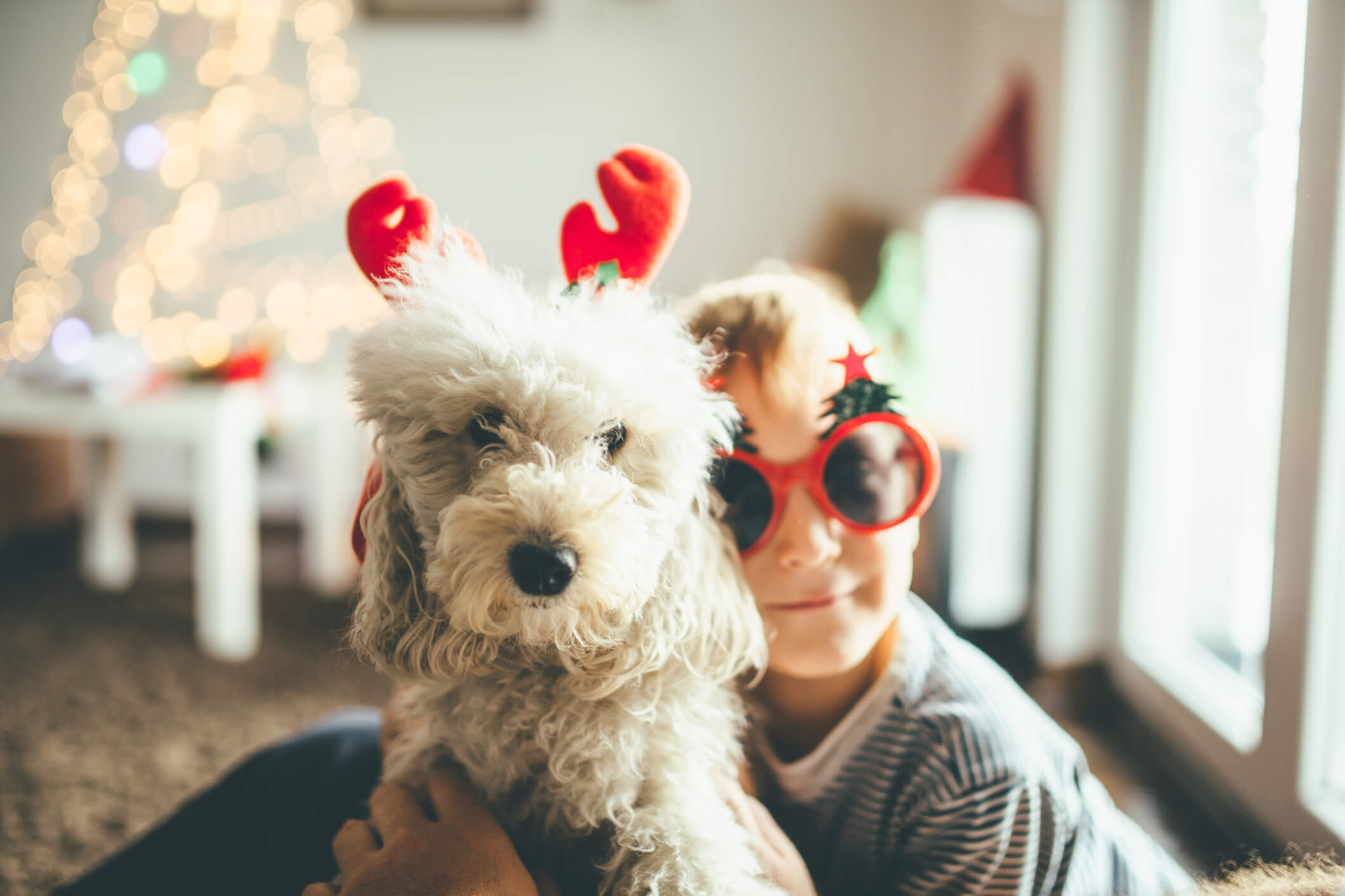 9 Wag-Worthy Gifts for Your Furry Best Friend