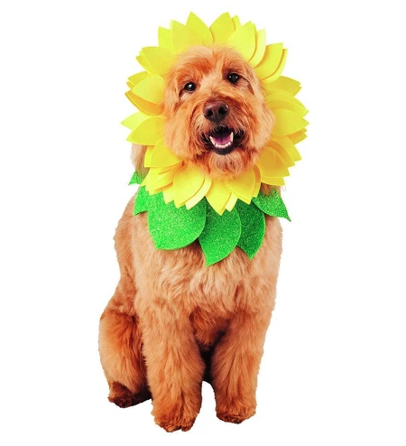 Sunflower dog costume
