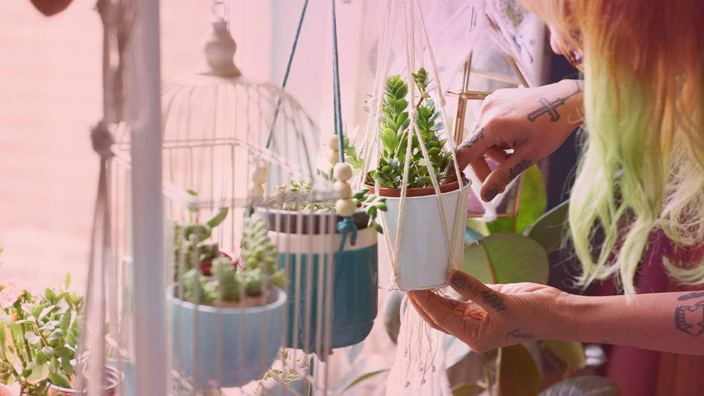 10 Easy Houseplants That Won’t Die On You