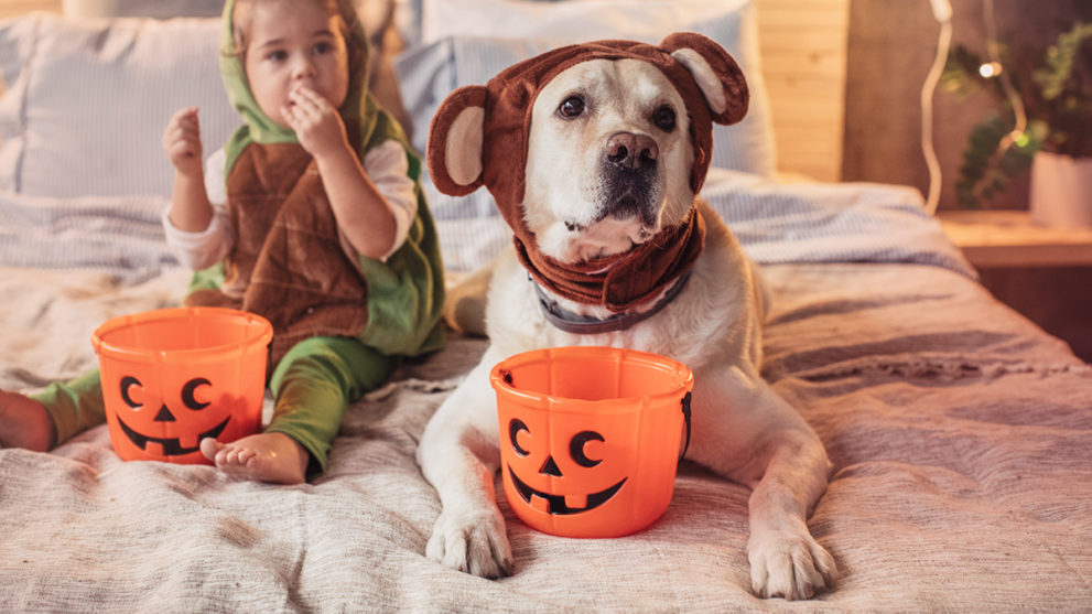 10 Matching Dog and Pawrent Halloween Costumes