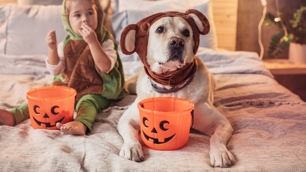 dog and baby in Halloween costumes