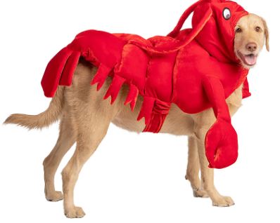 Thrills & Chills Halloween Lobster Dog Costume