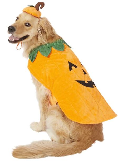 Chewy Frisco Pumpkin Dog and Cat Costume