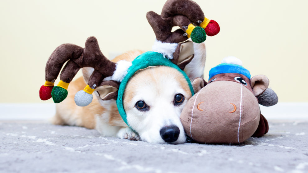 8 GIfts for Furry Friends